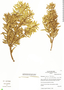 Podocarpus sprucei image