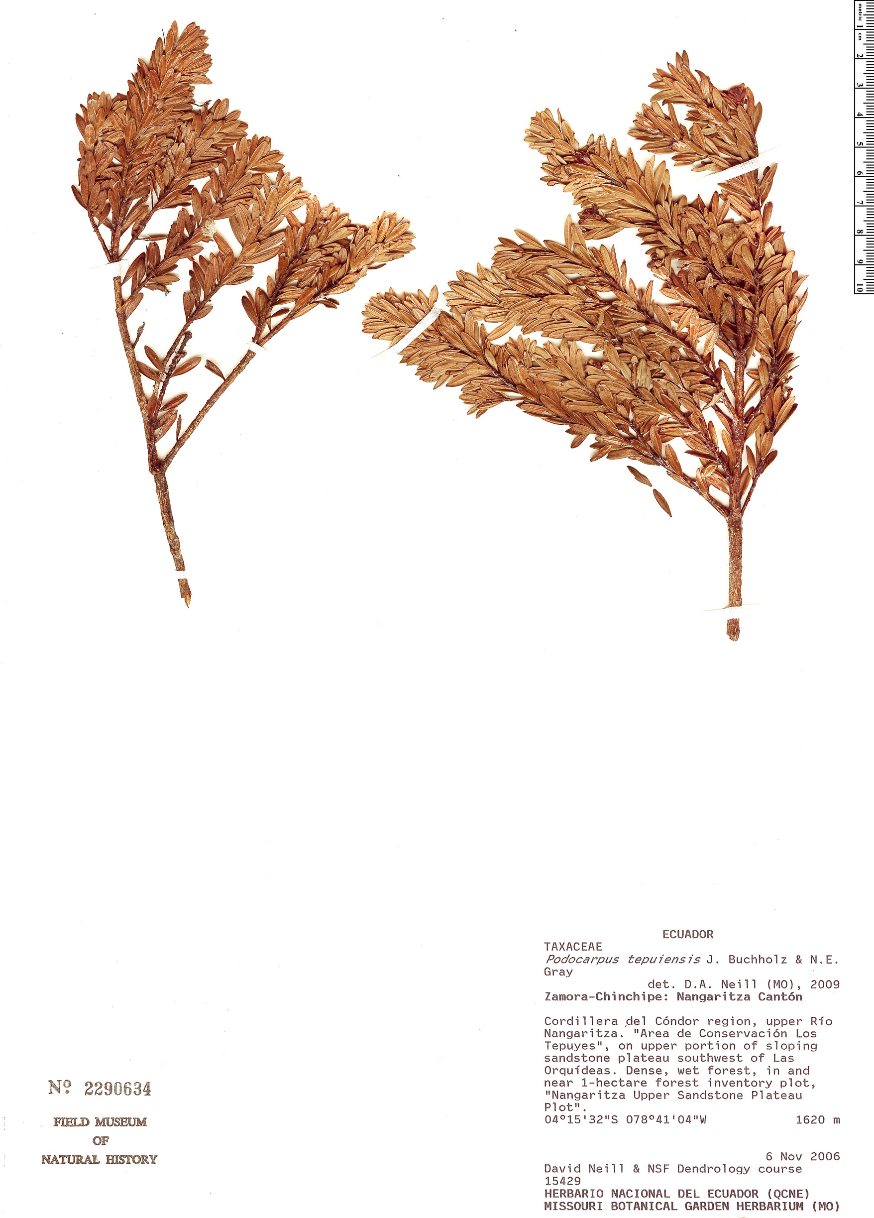 Podocarpus tepuiensis image