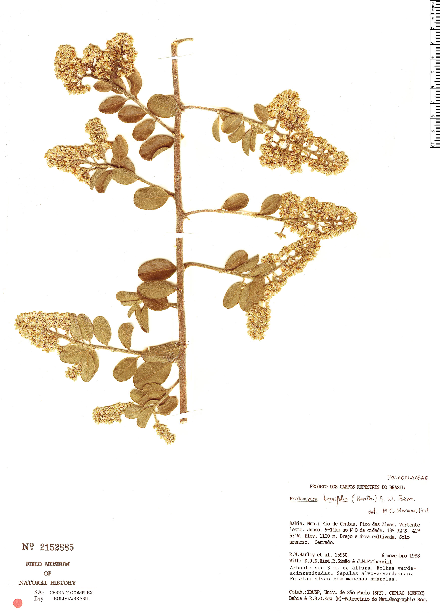 Bredemeyera brevifolia image