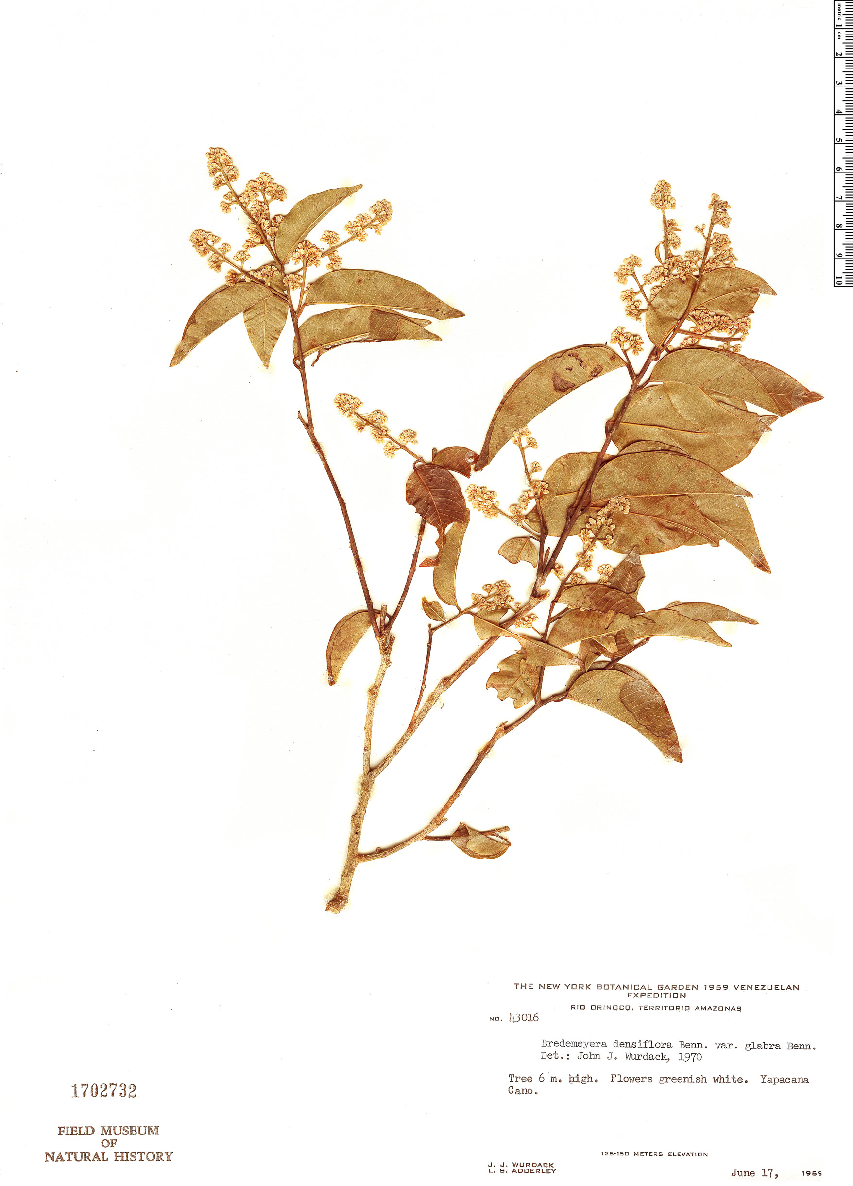 Bredemeyera densiflora var. glabra image