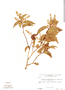 Bredemeyera densiflora var. glabra image