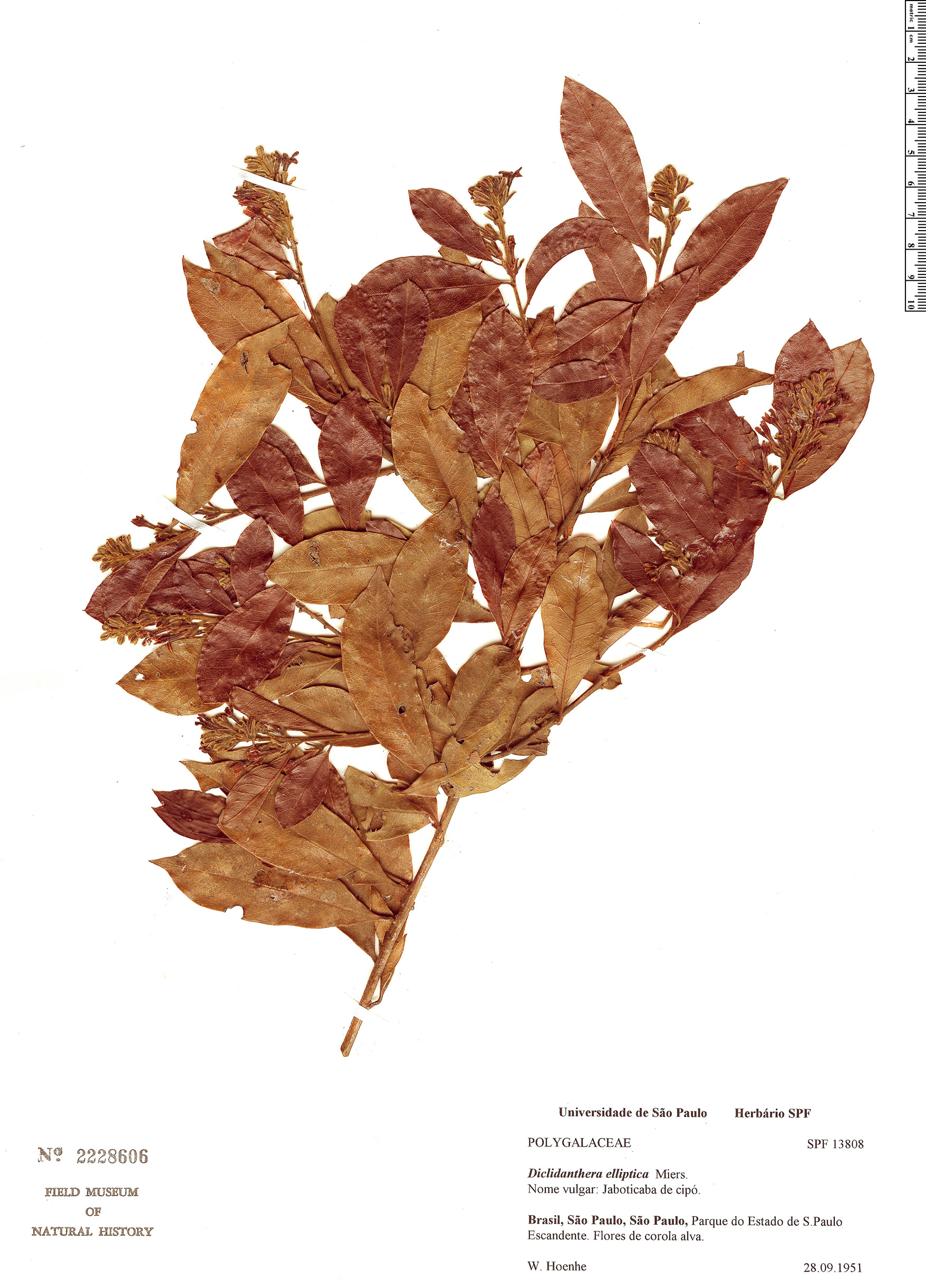 Diclidanthera laurifolia var. elliptica image