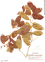 Diclidanthera laurifolia image