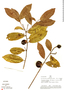 Diclidanthera penduliflora image