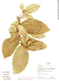 Securidaca calophylla image
