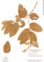 Securidaca longifolia image