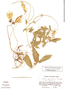 Cobaea gracilis image