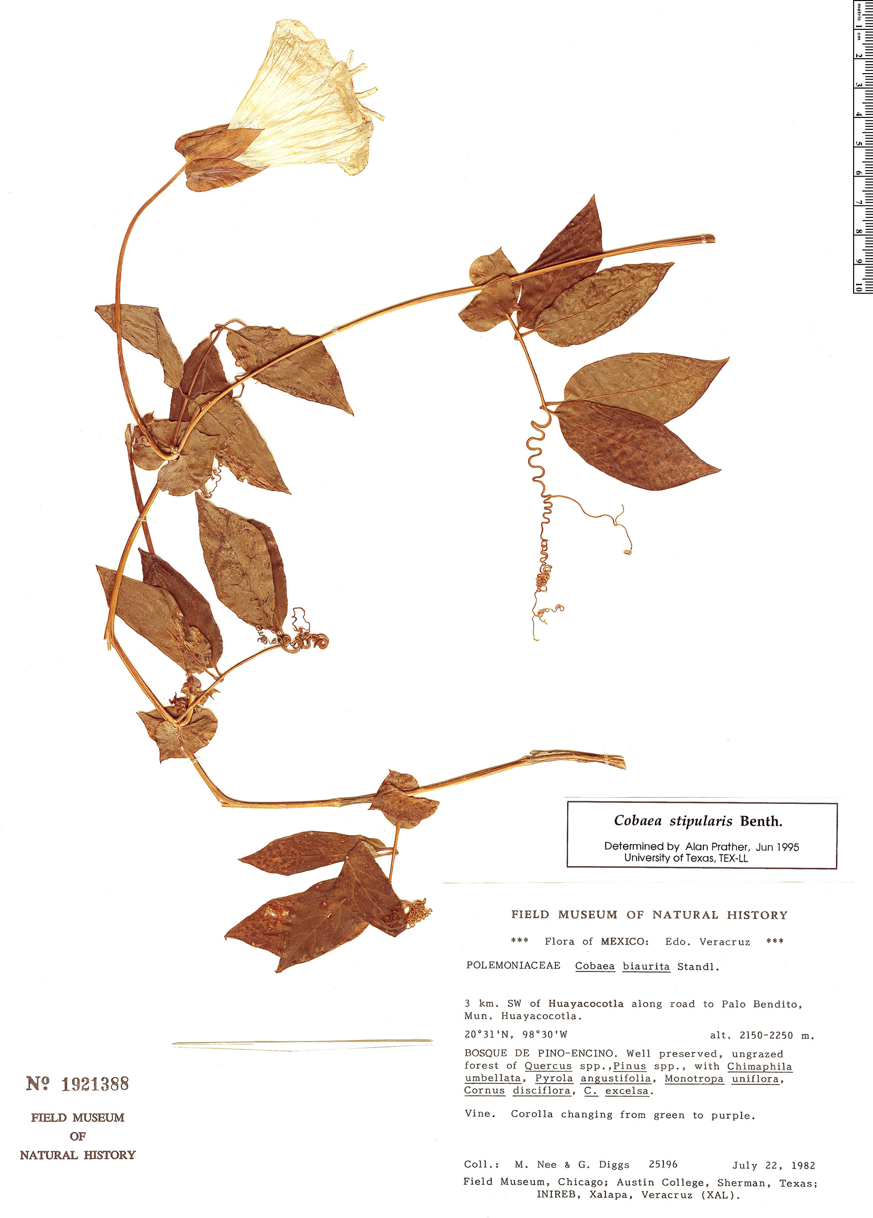 Cobaea stipularis image