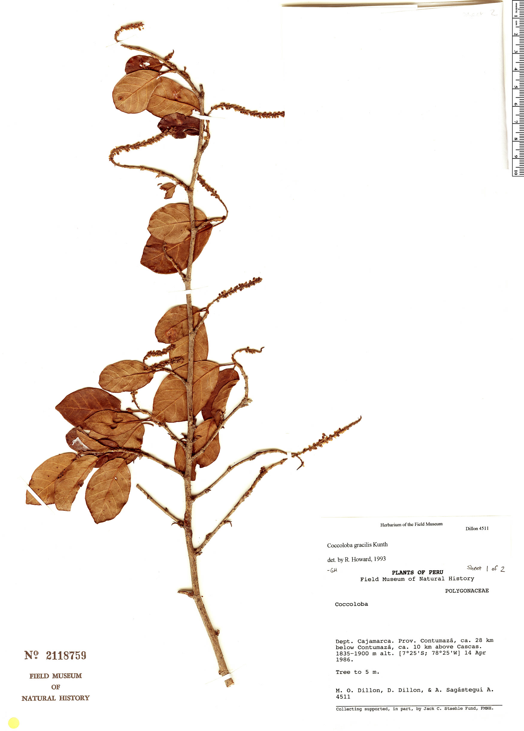 Coccoloba gracilis image