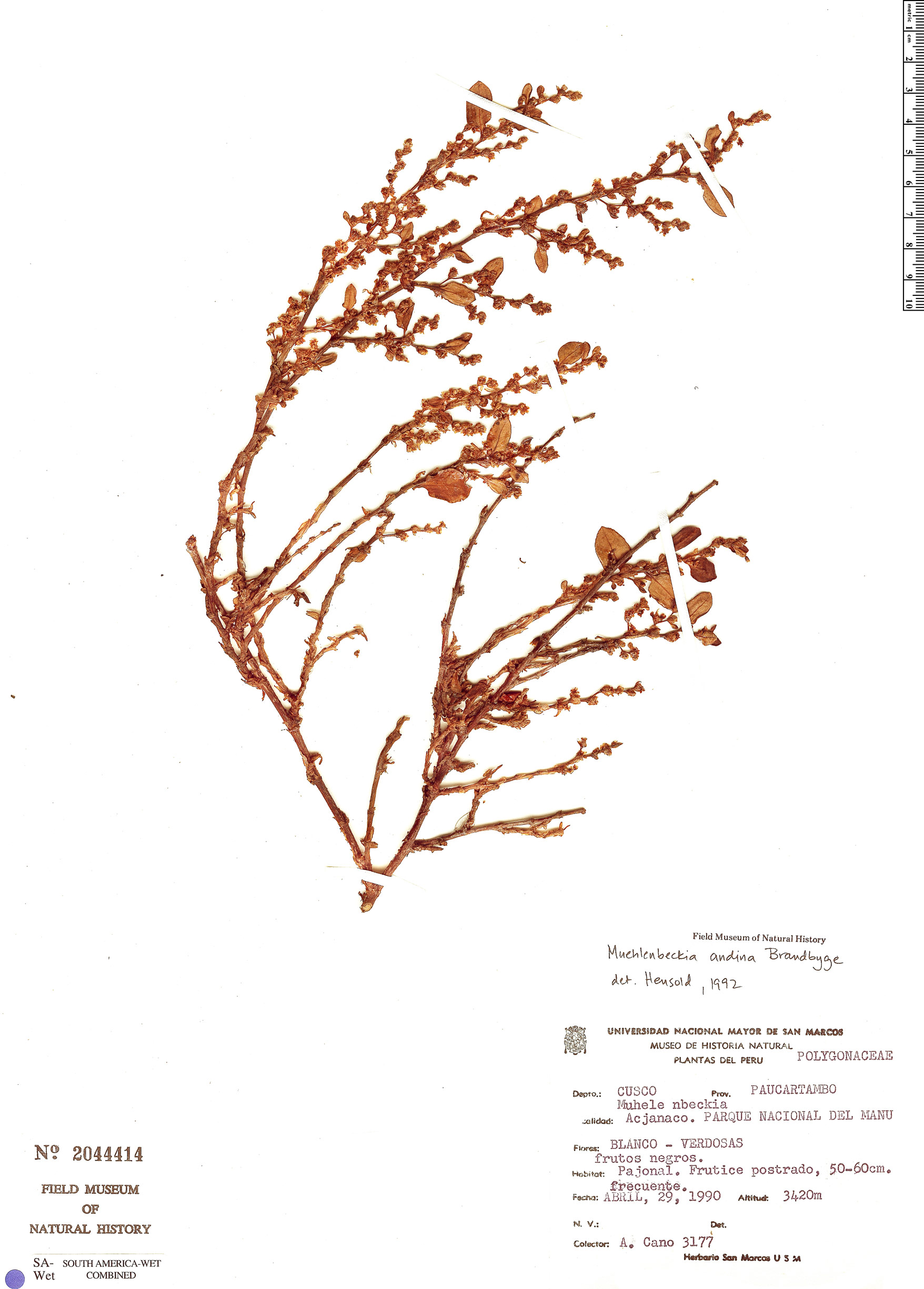 Muehlenbeckia andina image