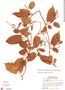 Muehlenbeckia tamnifolia image