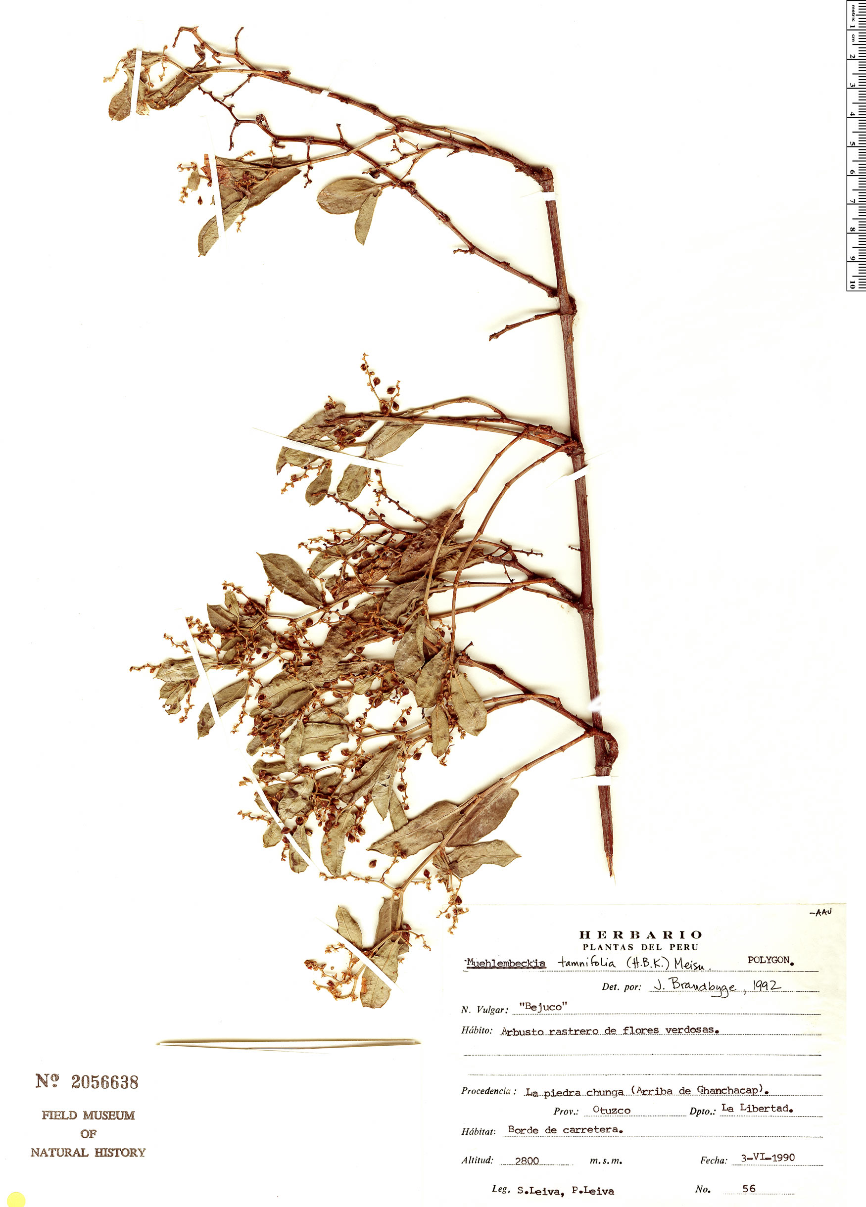 Muehlenbeckia tamnifolia image