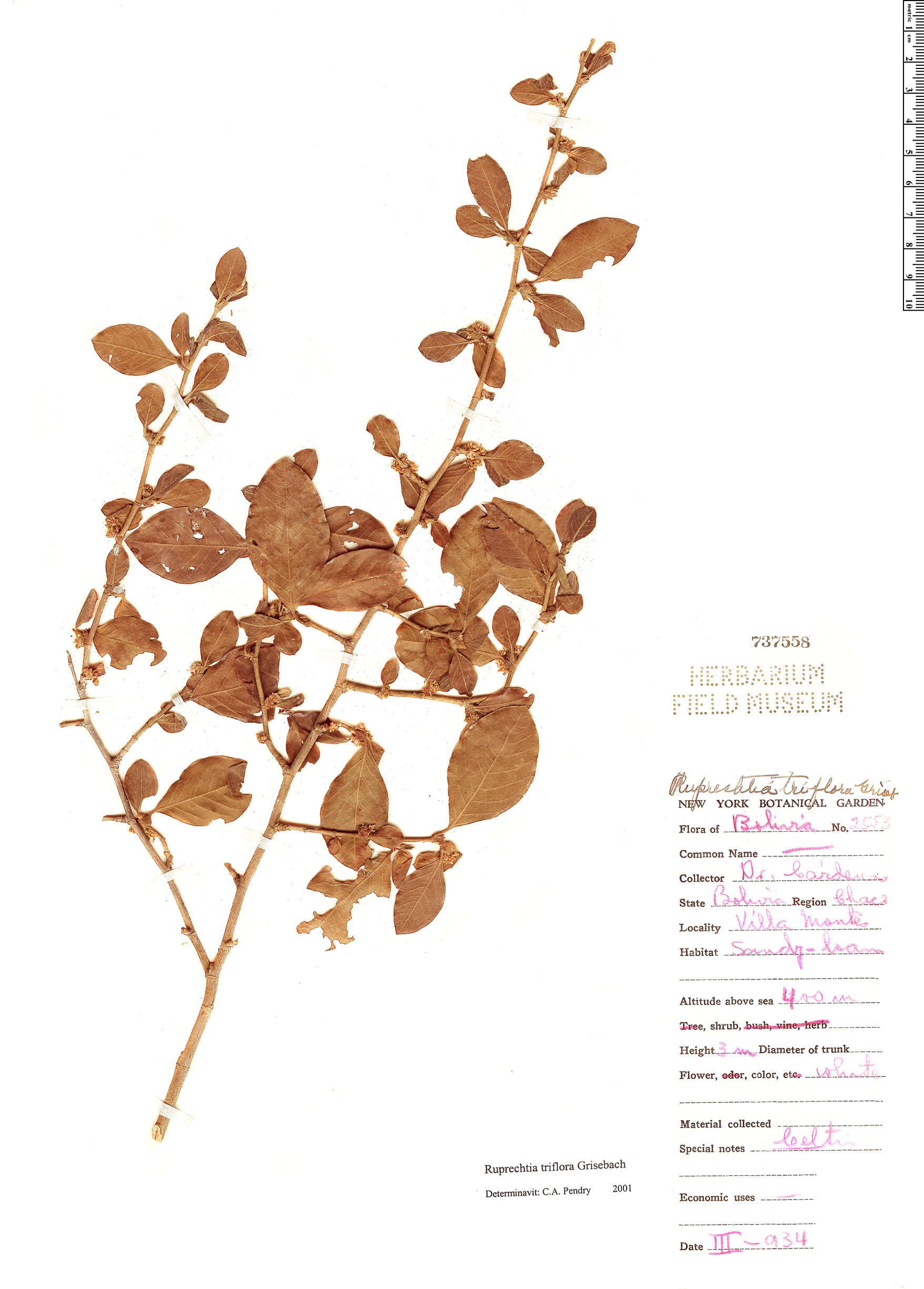 Ruprechtia triflora image