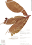 Panopsis mucronata image
