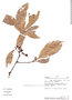 Lacunaria macrostachya image