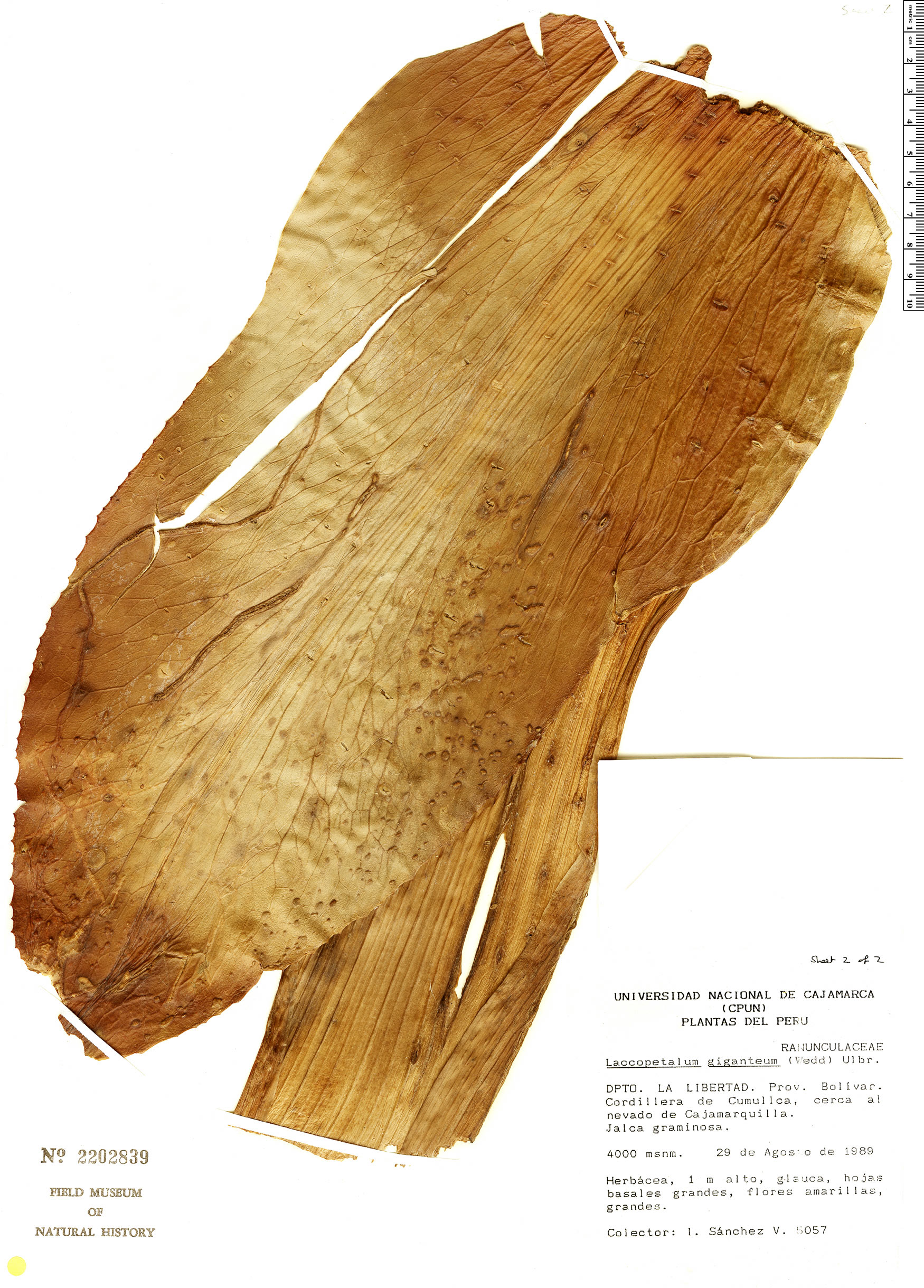 Laccopetalum giganteum image