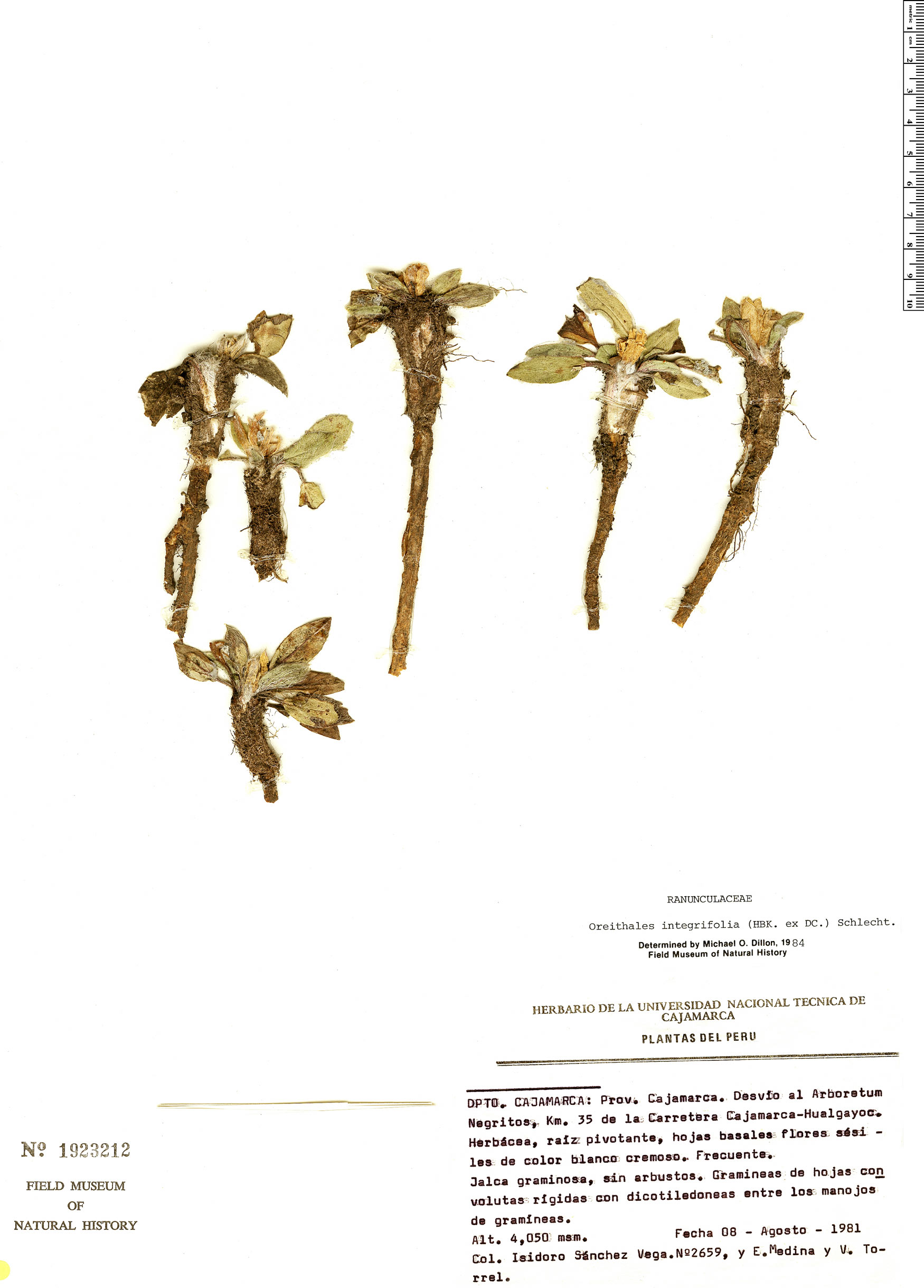 Oreithales integrifolia image