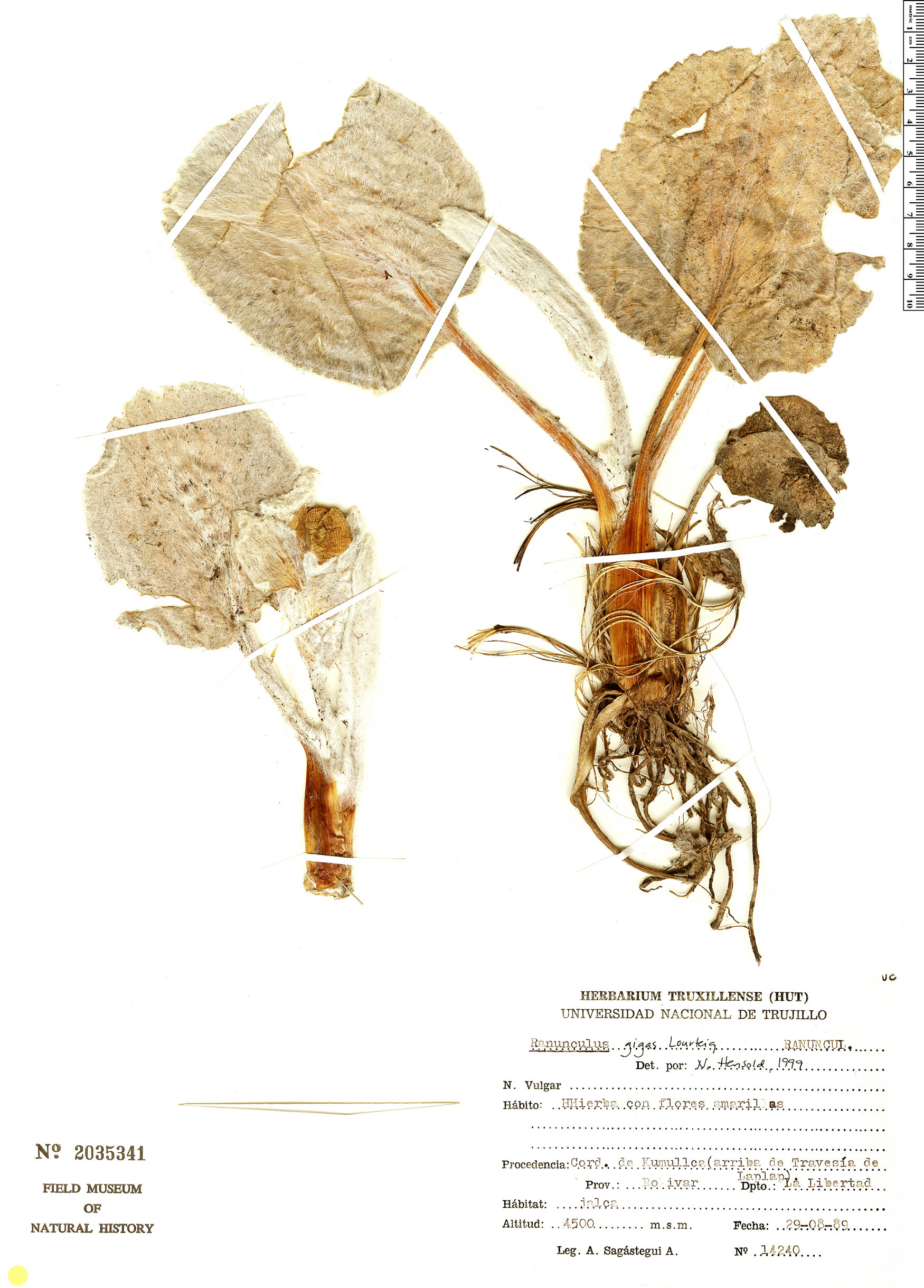 Ranunculus gigas image