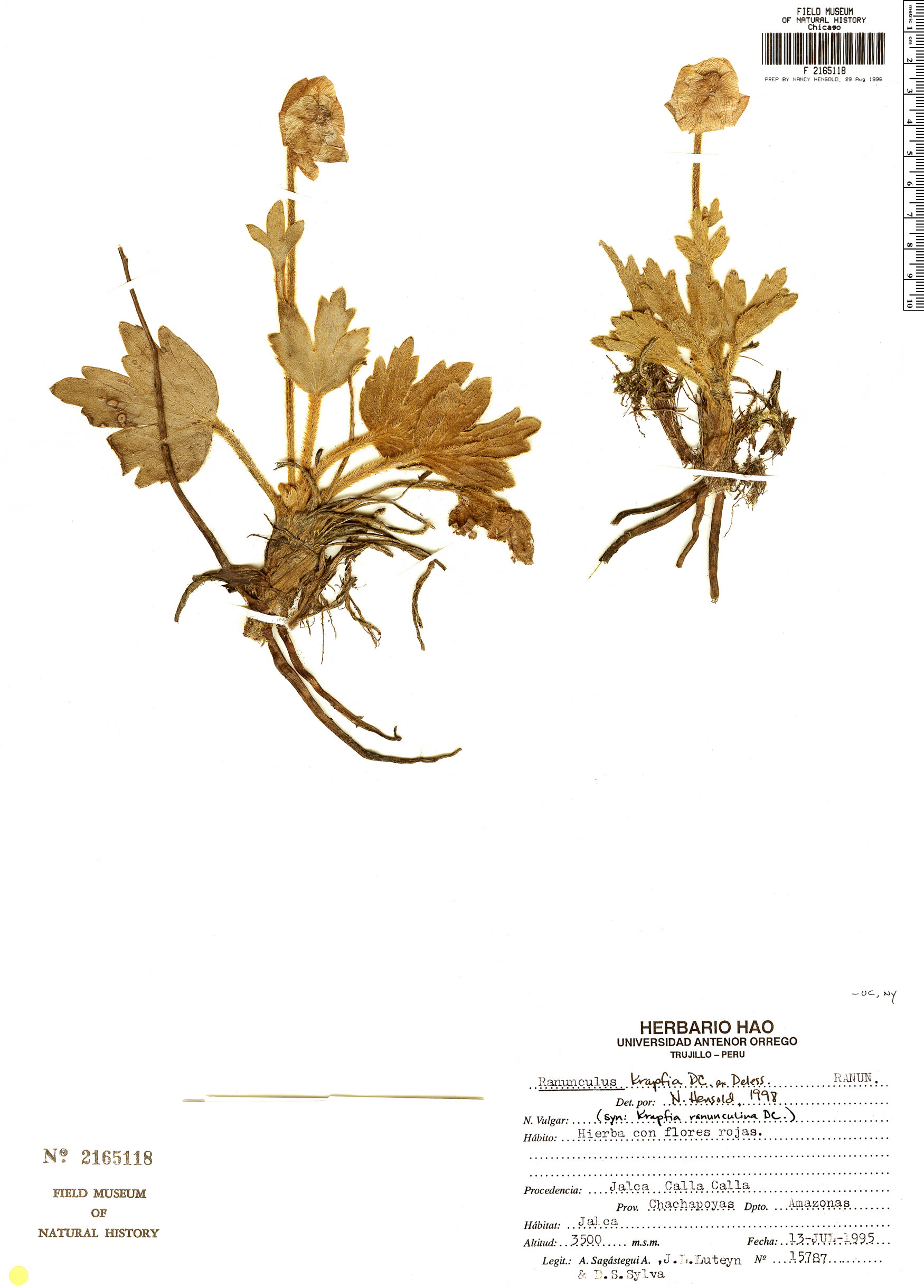 Ranunculus krapfia var. krapfia image