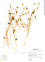 Ranunculus limoselloides image