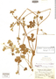 Ranunculus luxurians image