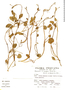 Ranunculus nubigenus image