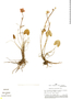 Ranunculus peruvianus image