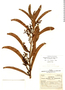Rhabdodendron macrophyllum image