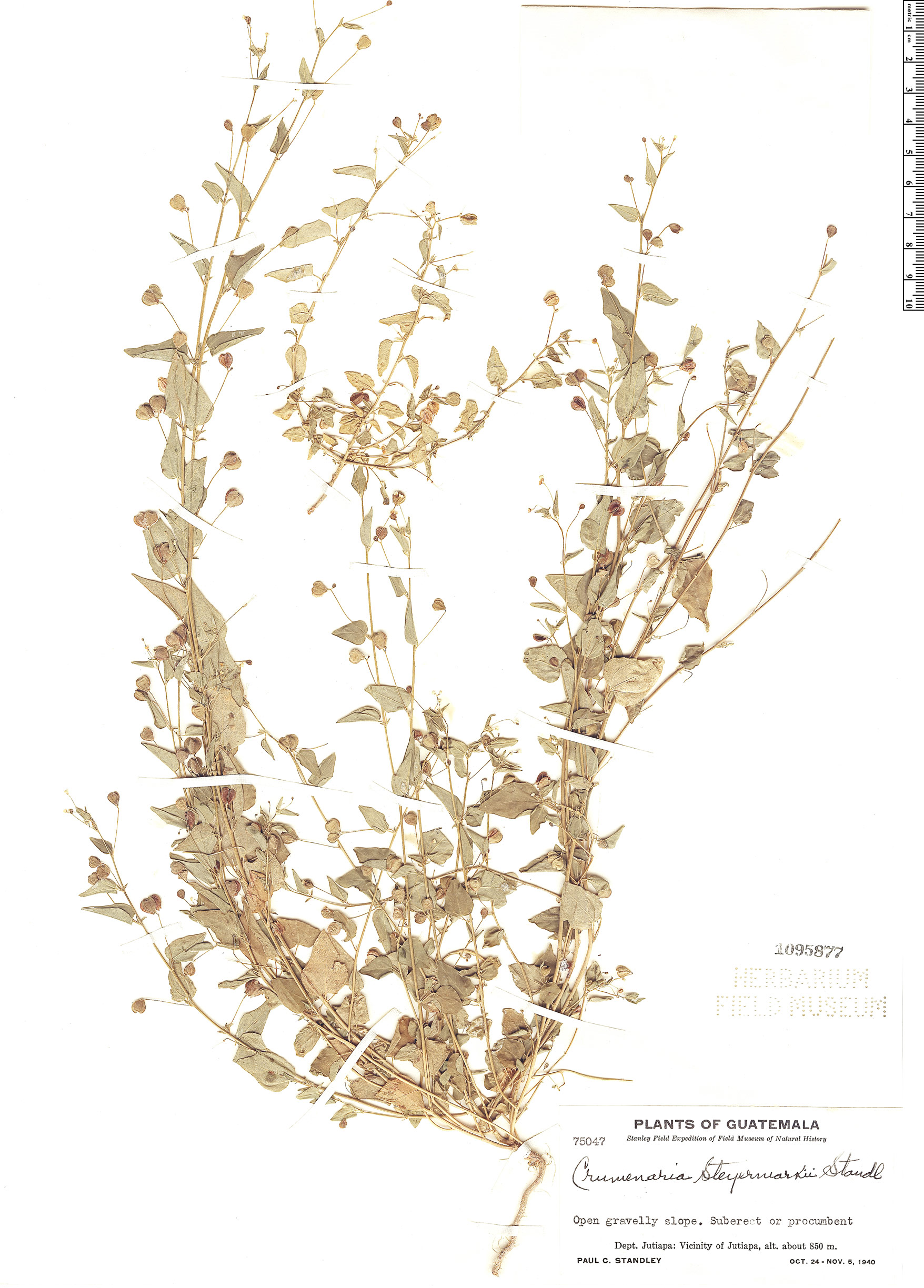 Crumenaria steyermarkii image