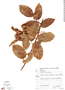 Gouania blanchetiana image