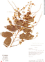 Gouania latifolia image