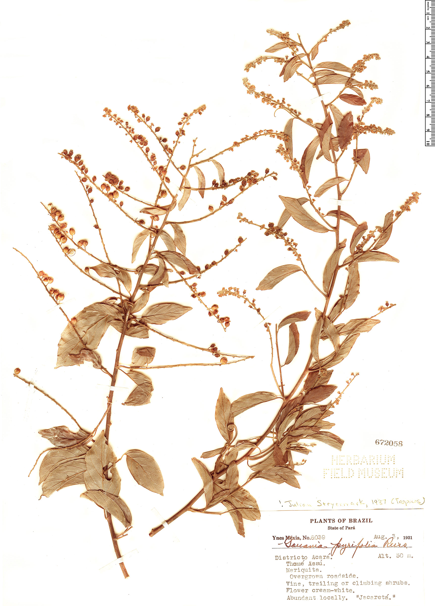 Gouania pyrifolia image