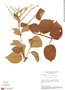Gouania ulmifolia image