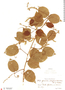 Gouania ulmifolia image