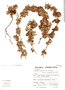 Lachemilla orbiculata image
