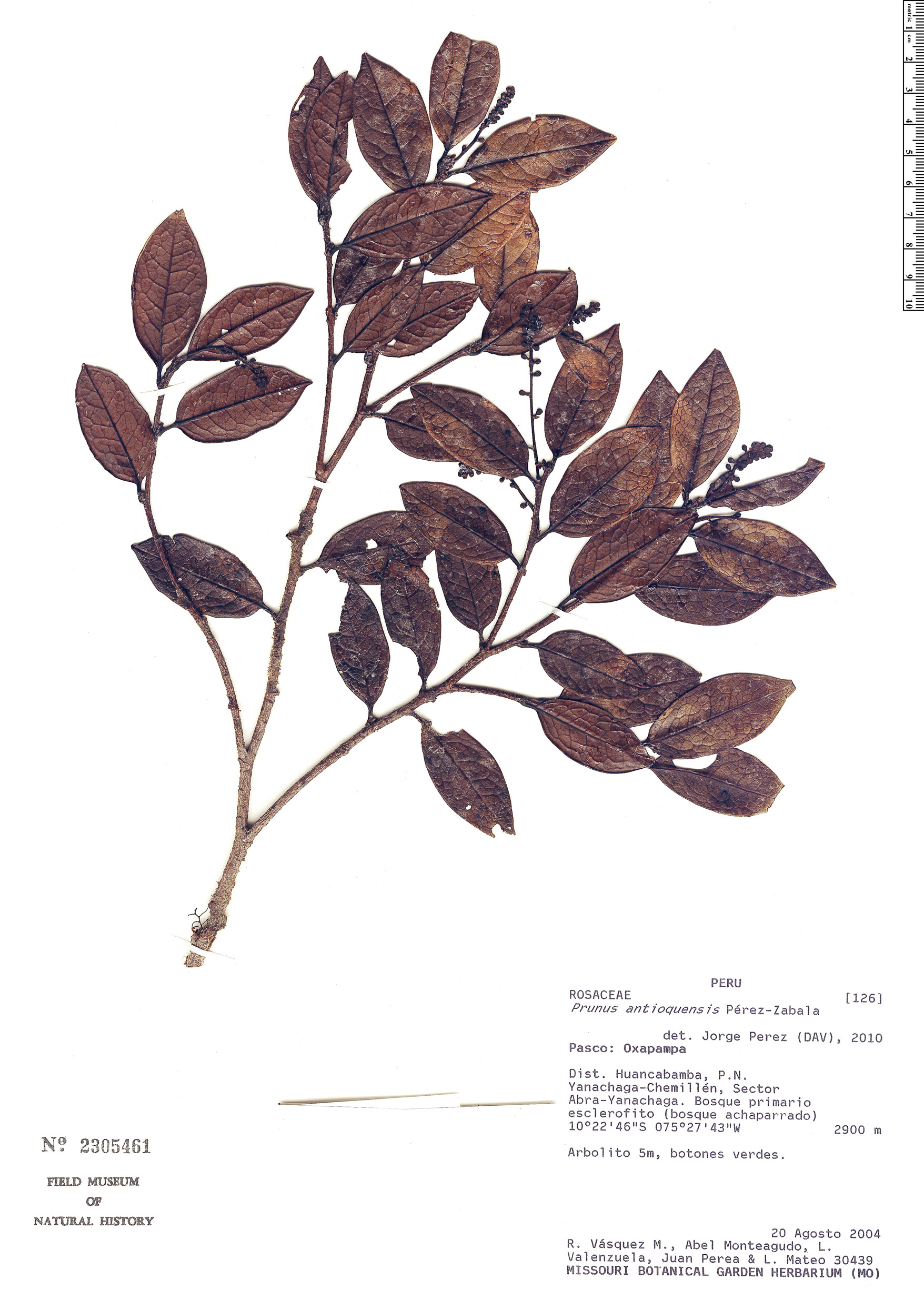 Prunus antioquensis image