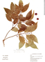 Prunus axitliana image