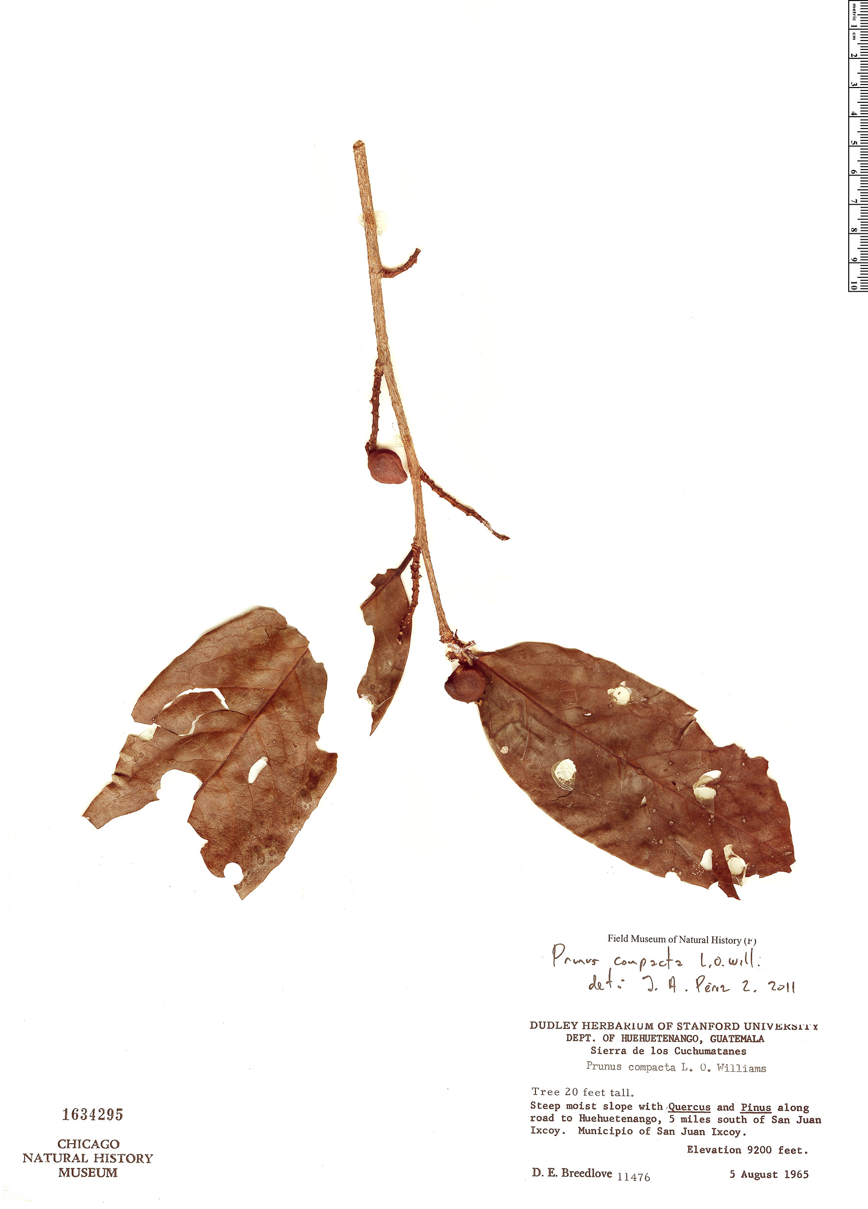 Prunus compacta image