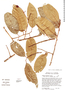 Prunus cortapico image