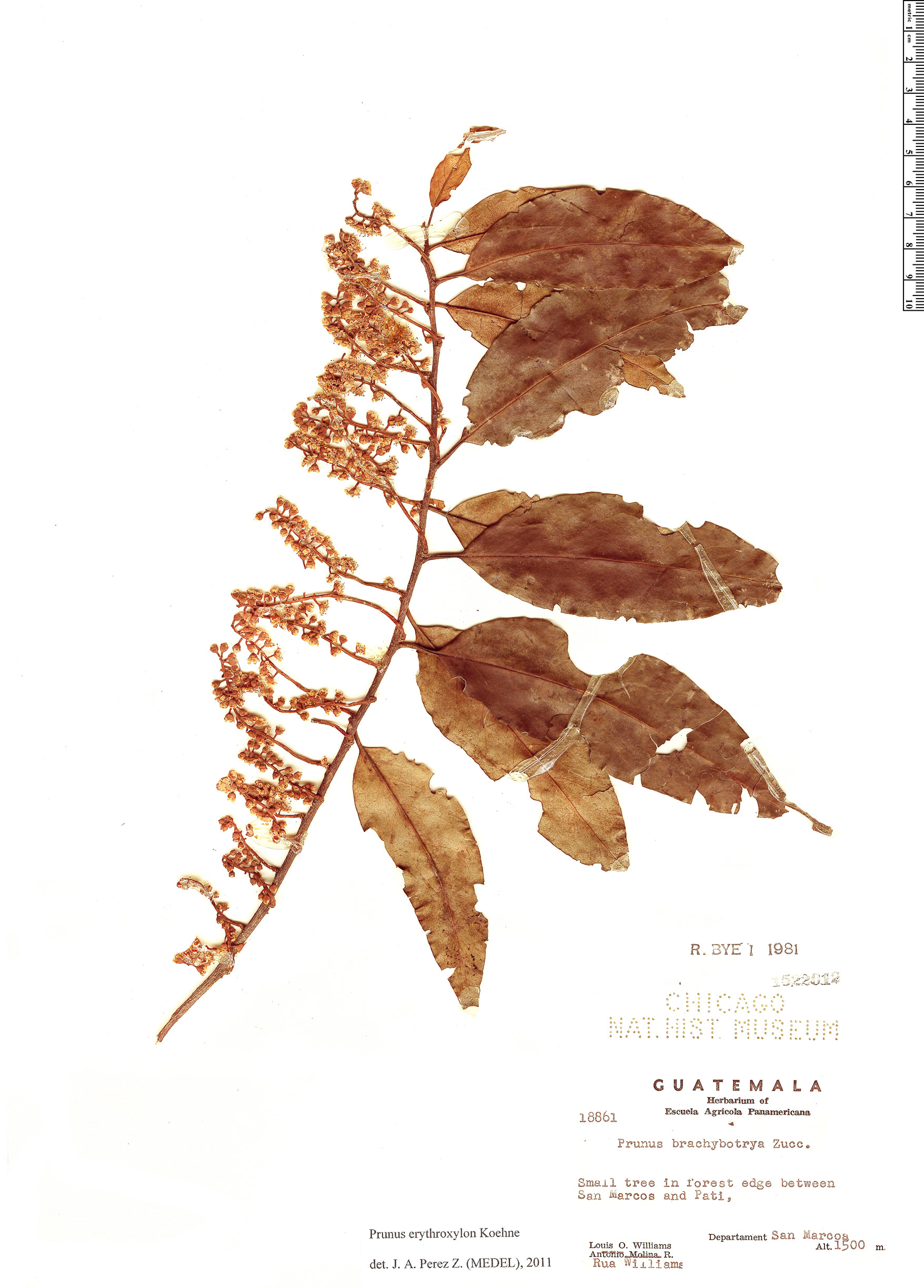 Prunus erythroxylon image