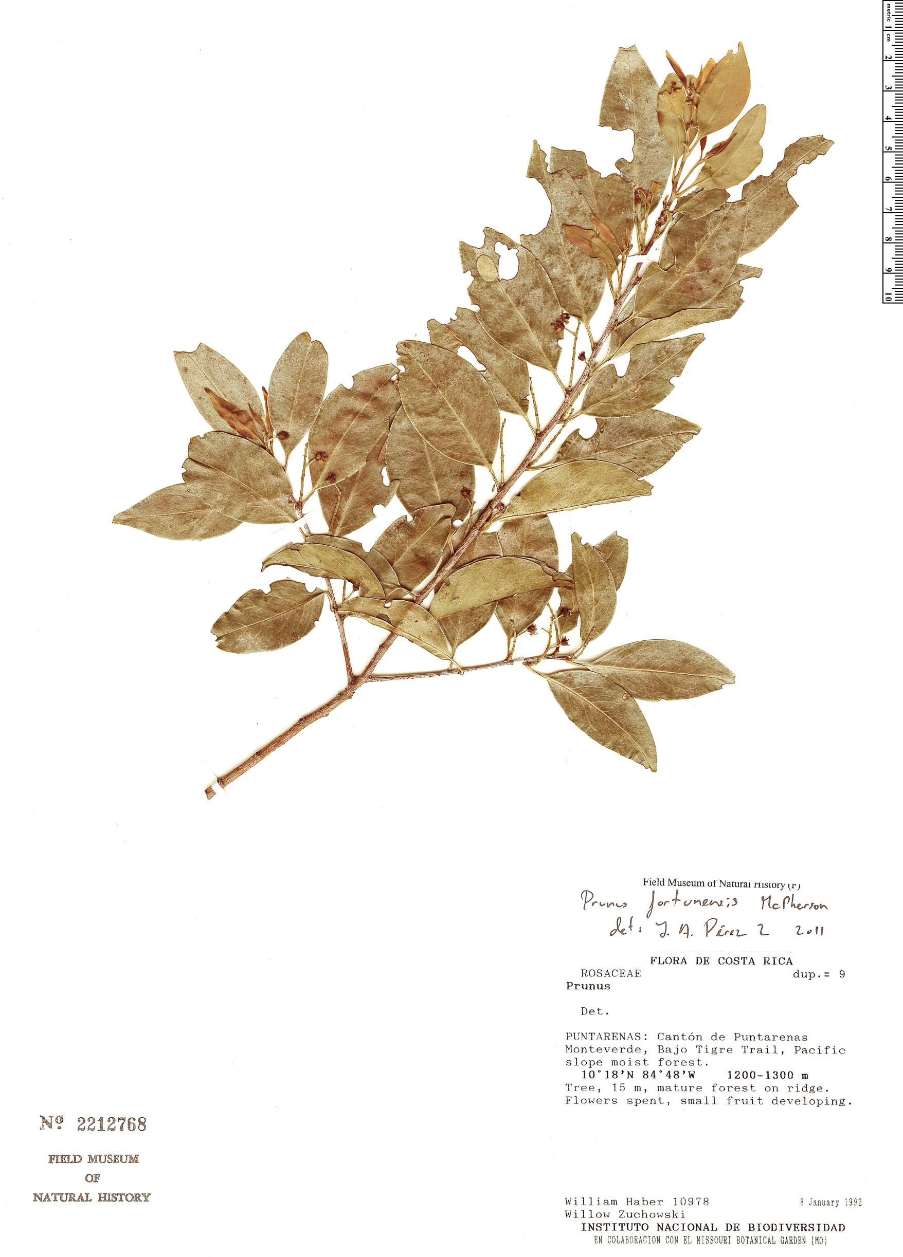 Prunus fortunensis image