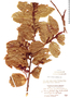 Prunus huantensis image