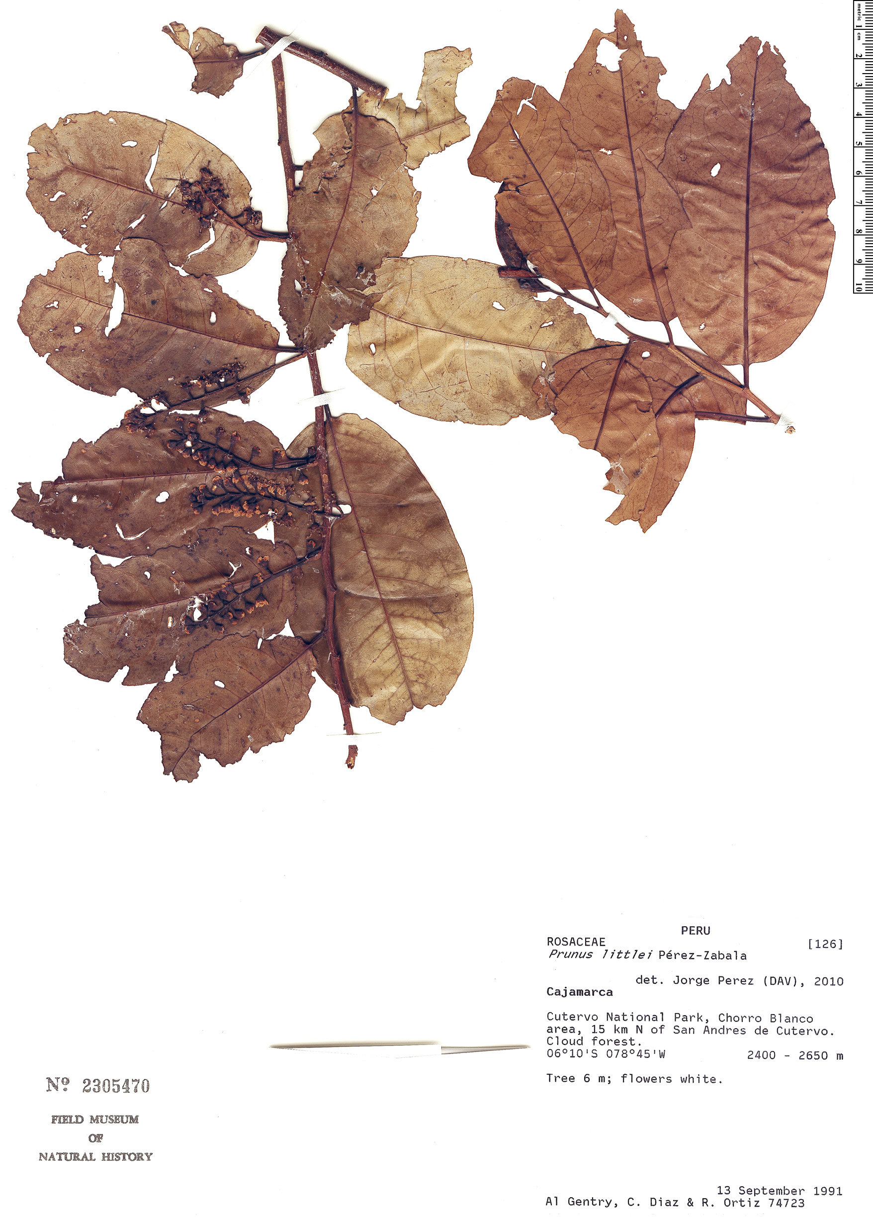 Prunus littlei image
