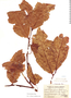 Prunus pleiantha image