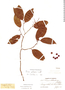 Prunus samydoides image