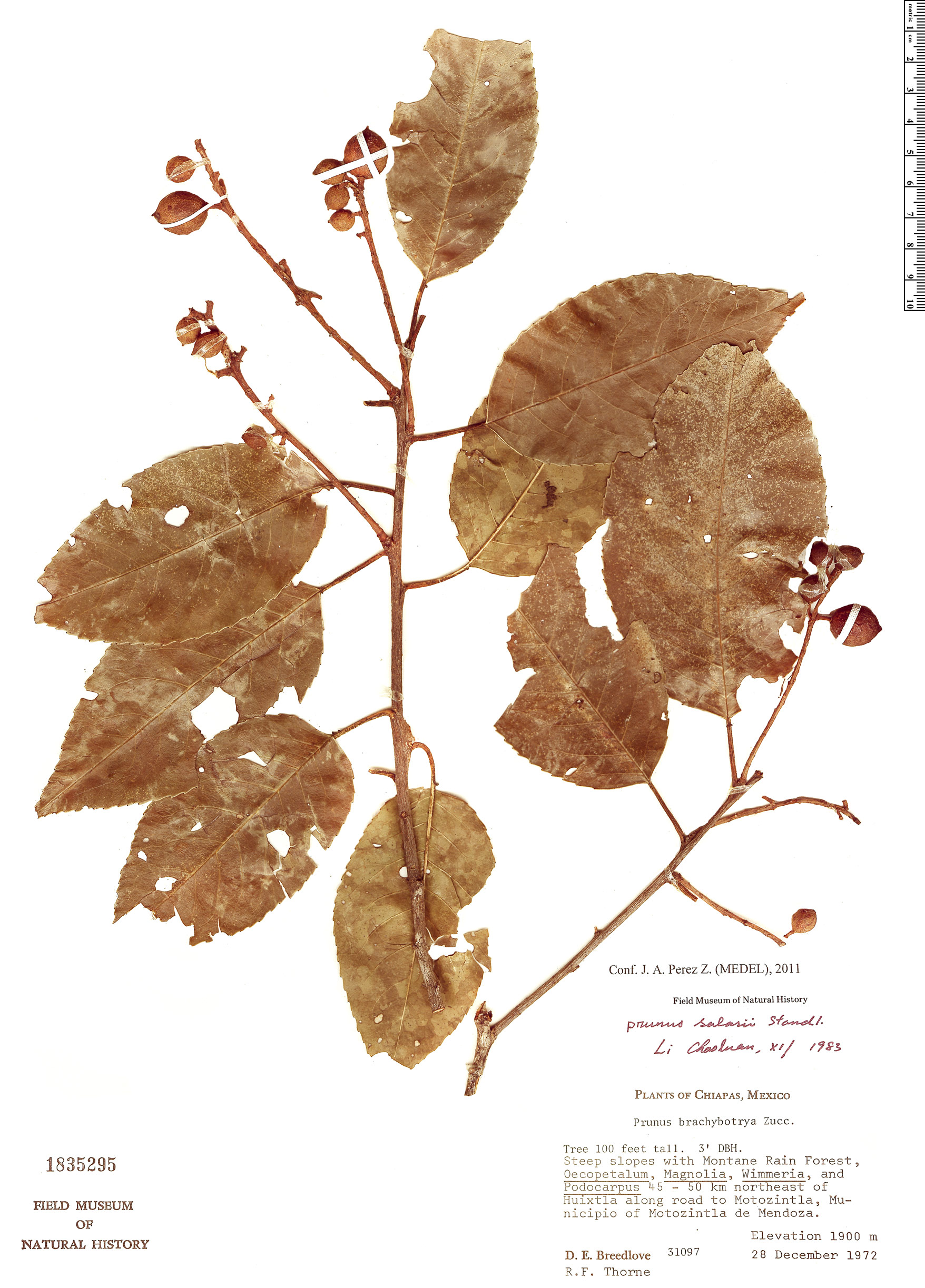 Prunus salasii image