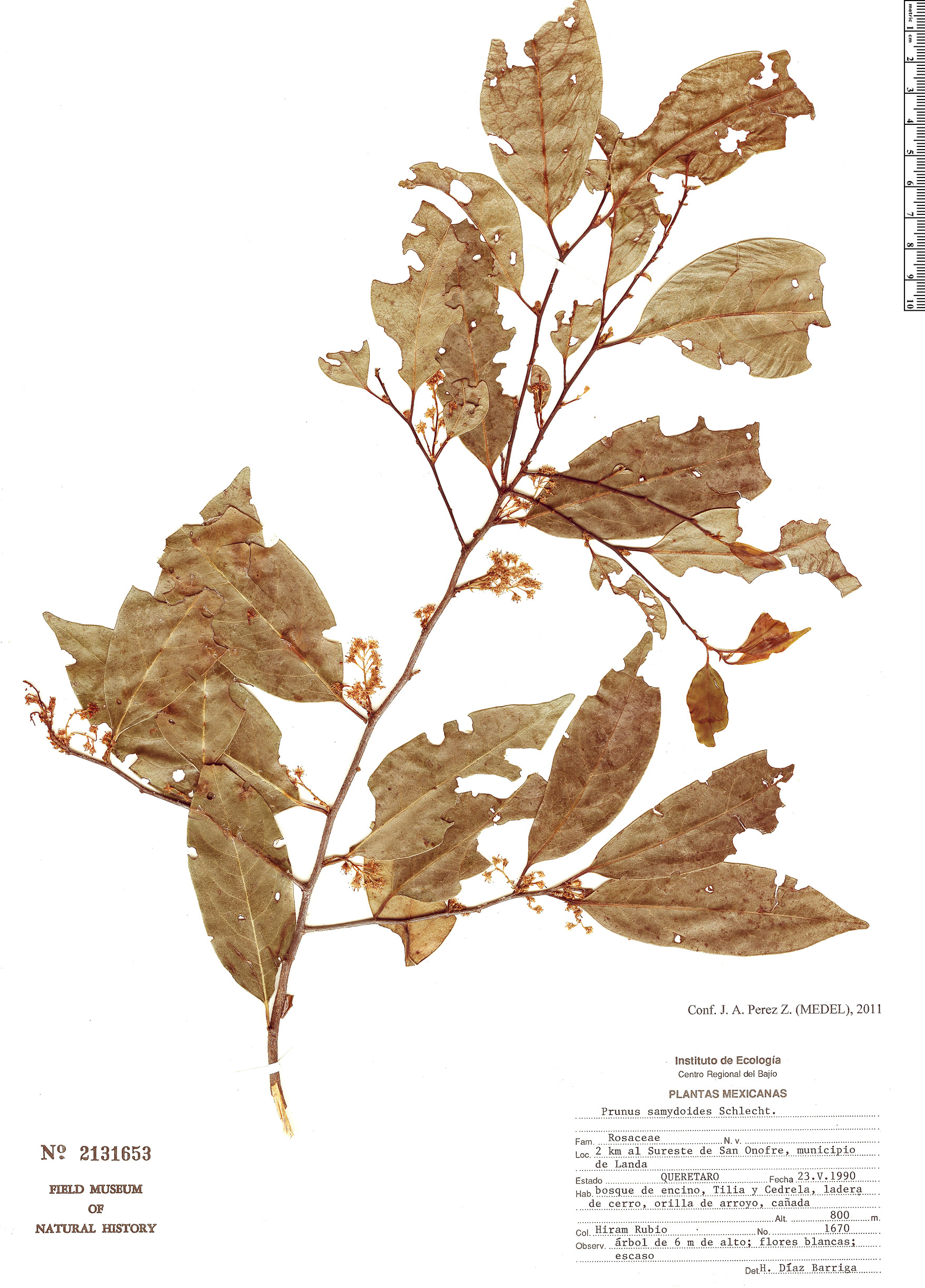 Prunus samydoides image