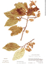Prunus tetradenia image