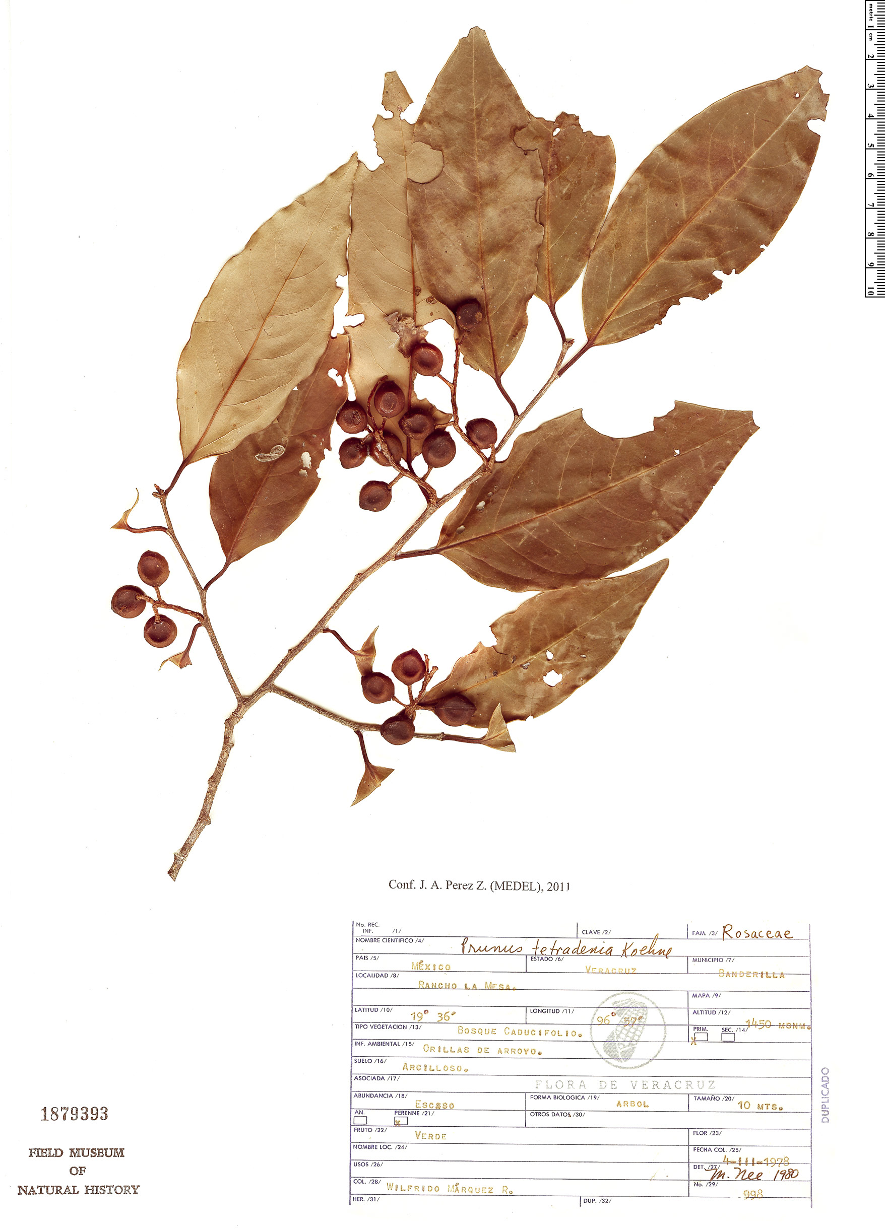 Prunus tetradenia image