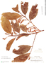 Prunus williamsii image